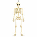 Posable Halloween Skeleton P22629