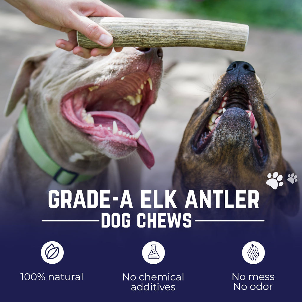 Whole Elk Antlers for Dogs Jumbo W167759