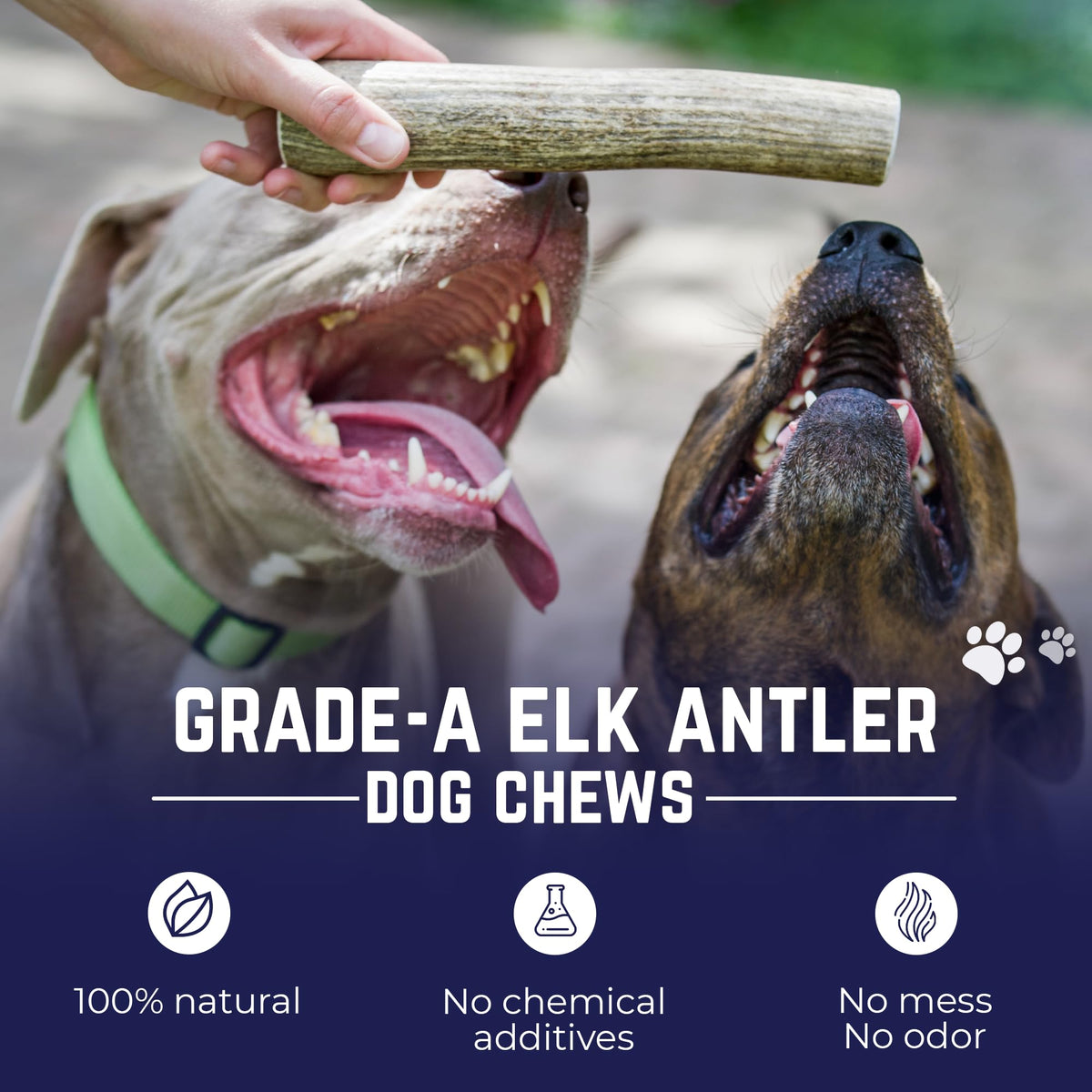 Whole Elk Antlers for Dogs Jumbo W167759