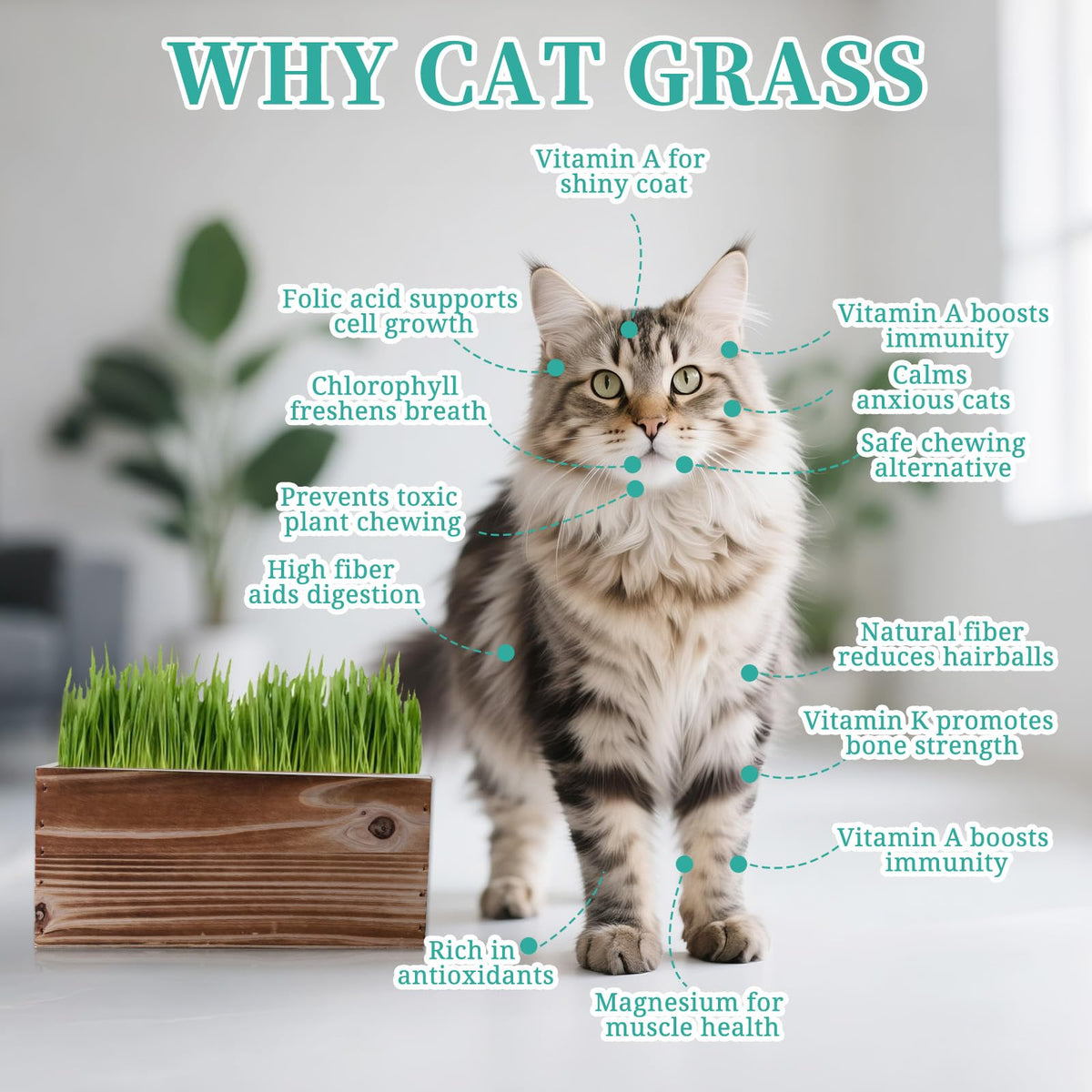 Non-GMO Wheatgrass Cat Grass Kit with Wood Planter Soil & Tools 17-Piece Set R2489