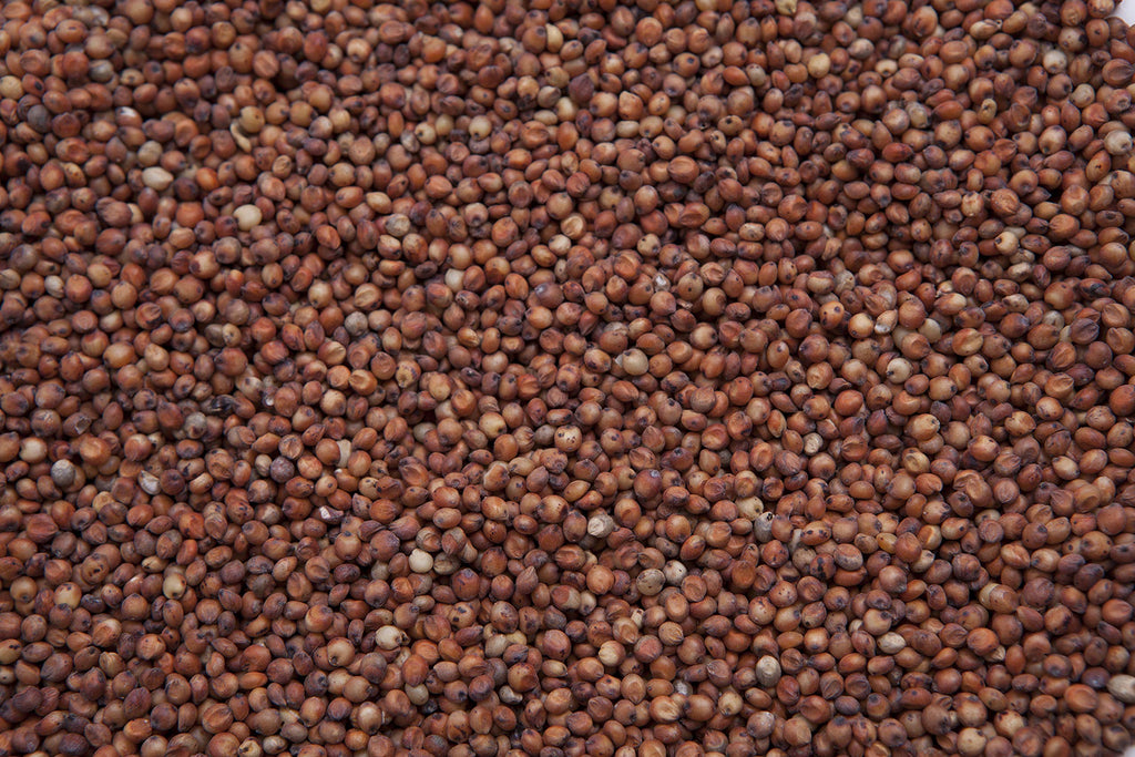 Red Milo Grain Sorghum F632256
