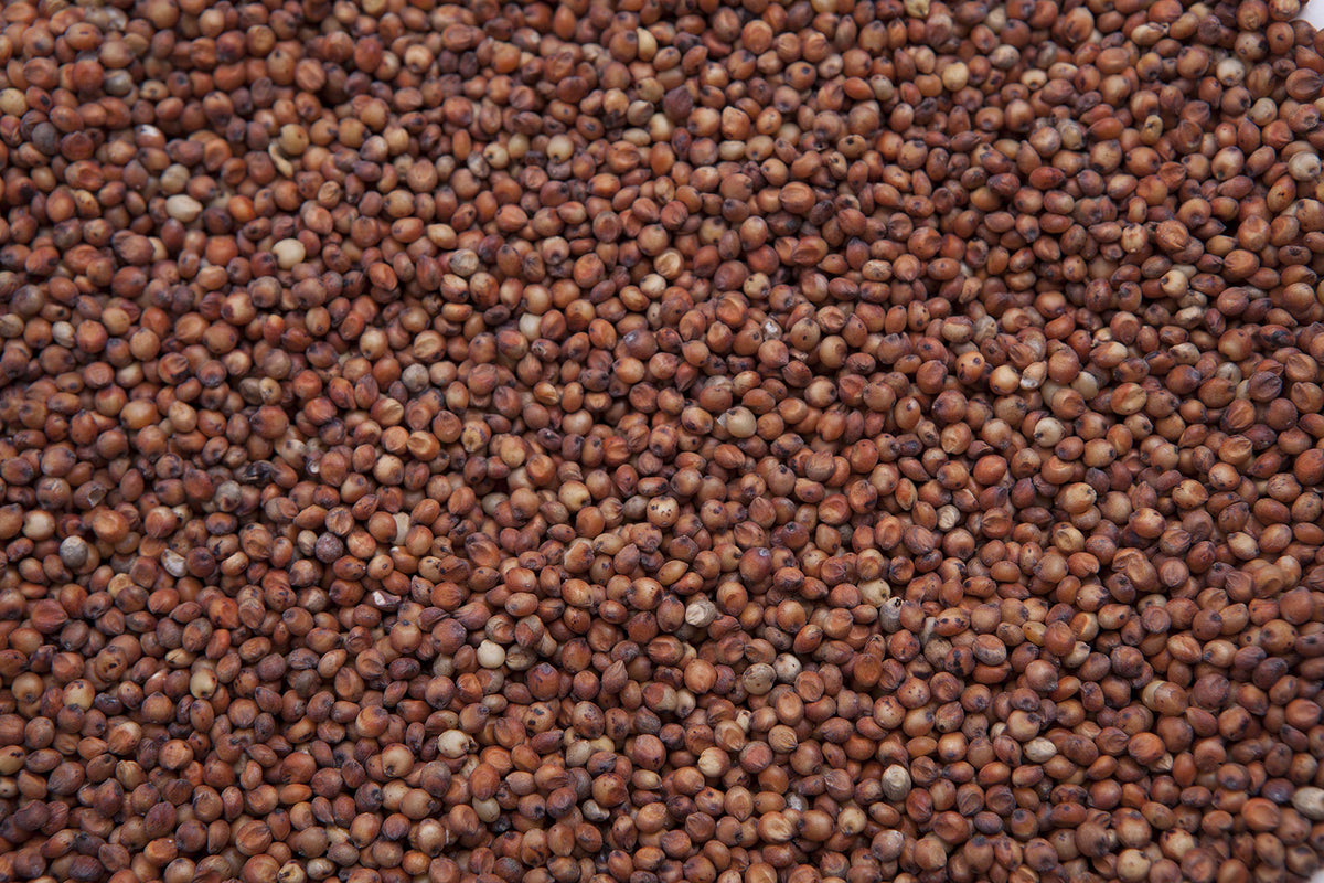 Red Milo Grain Sorghum F632256